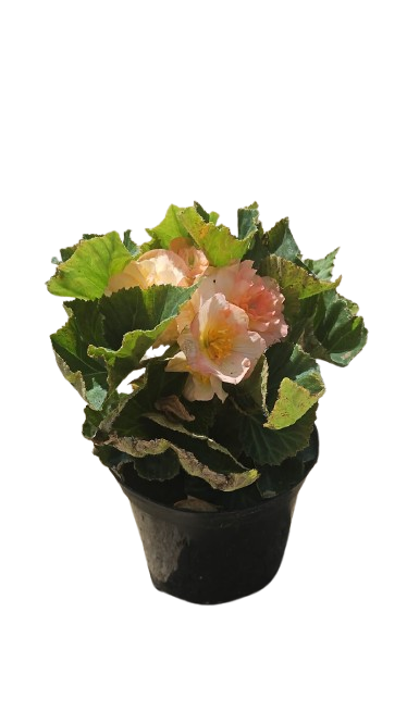 Begonia Bossa Nova 15cm