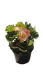 Begonia Bossa Nova 15cm