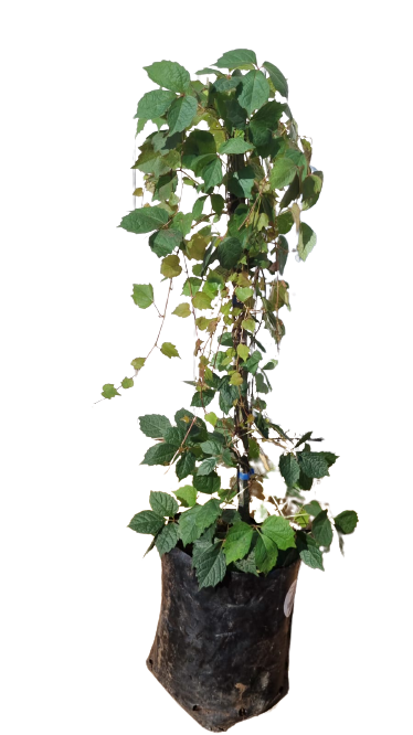 Parthenocissus Tricuspidata (Boston Ivy) 10L