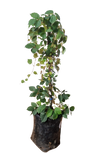 Parthenocissus Tricuspidata (Boston Ivy) 10L