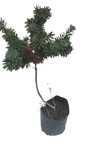 Bottlebrush Red 10L