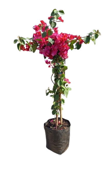 Bougainvillea - Various Colours  10L