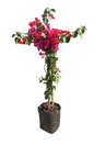 Bougainvillea - Various Colours  10L