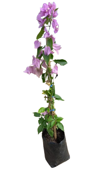 Bougainvillea - Various Colours  10L