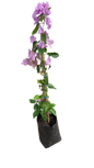 Bougainvillea - Various Colours  10L