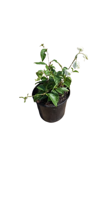 Bougainvillea White 17cm
