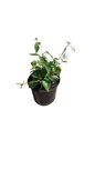 Bougainvillea White 17cm