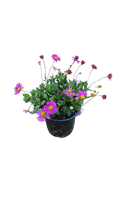 Brachyscome Fresco Bright Pink 15cm
