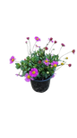 Brachyscome Fresco Bright Pink 15cm
