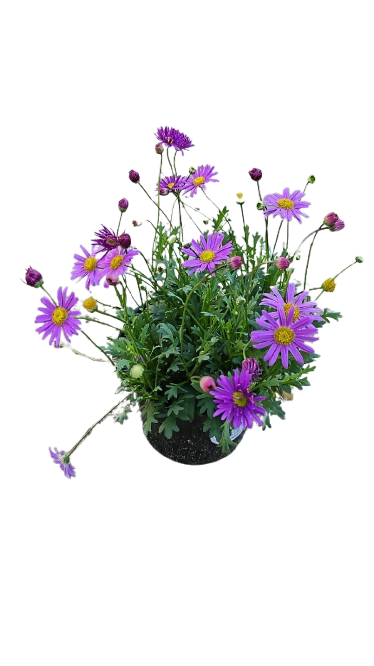 Brachyscome Fresco Purple - 15CM
