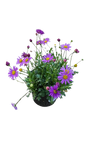 Brachyscome Fresco Purple - 15CM