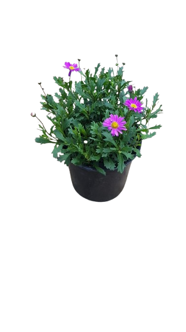 Brachychome Fresco Purple 15cm