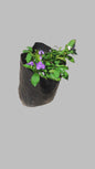 Brunfelsia 5l