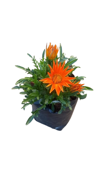 Gazania Assorted 3L