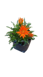 Gazania Assorted 3L