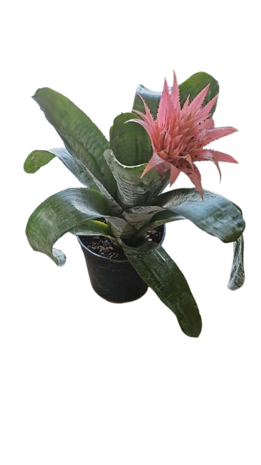 Aechmea Bromelia 19cm