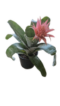 Aechmea Bromelia 19cm