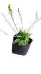 Bulbine Natalensis 4L