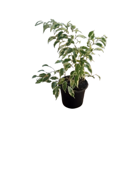 Ficus Bushy Profit 17cm