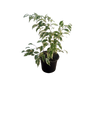 Ficus Bushy Profit 17cm