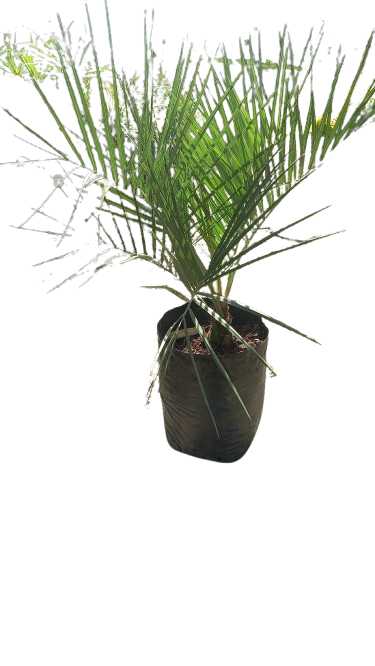 Capitata Butia 20L