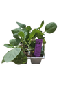 Cabbage Drumhead - 6 Pack Seedling Tray
