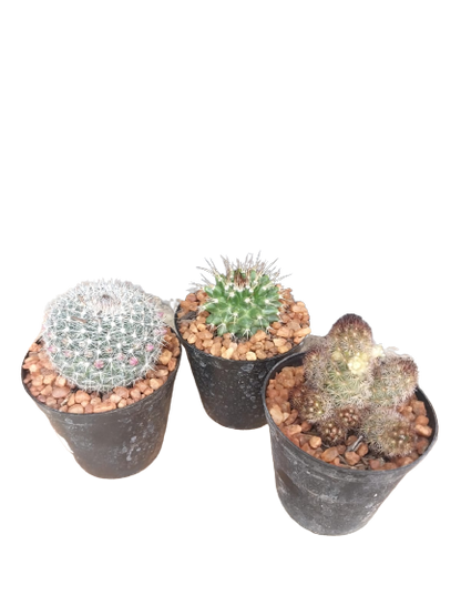 Assorted Cactus - 7.5cm