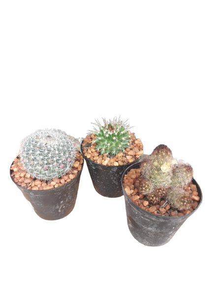 Assorted Cactus - 7.5cm