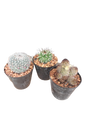 Assorted Cactus - 7.5cm
