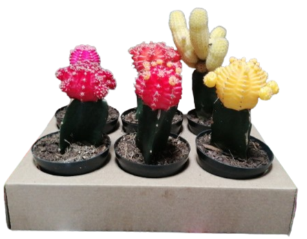 Cactus Crafted 8cm (Sold Separately)