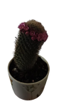 Cactus in ceramic flower pot