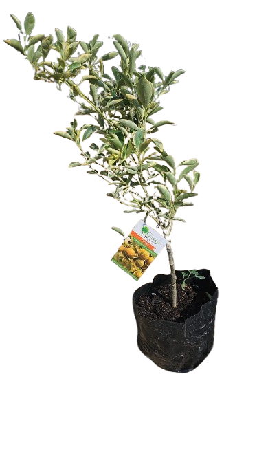 Citrus 'Calamondin Pink Variegated' 6l