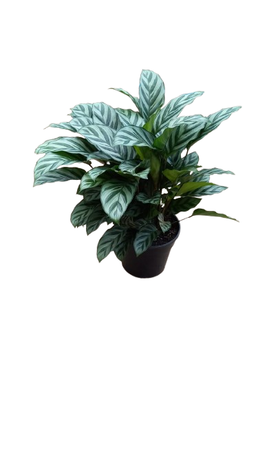 Calathea Setosa Green Flag 14cm
