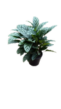 Calathea Setosa Green Flag 14cm