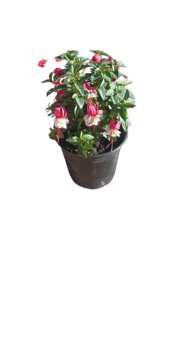 Fuchsia Bella Assorted 15 cm