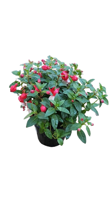 Fuchsia Bella Assorted 15 cm