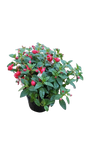 Fuchsia Bella Assorted 15 cm