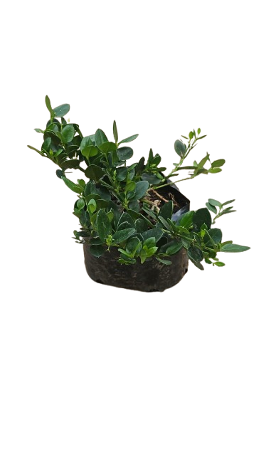Carissa Green Carpet 4L