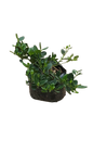 Carissa Green Carpet 4L