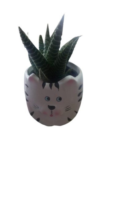 Animal Novelty Succulent Assorted