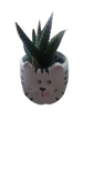 Animal Novelty Succulent Assorted