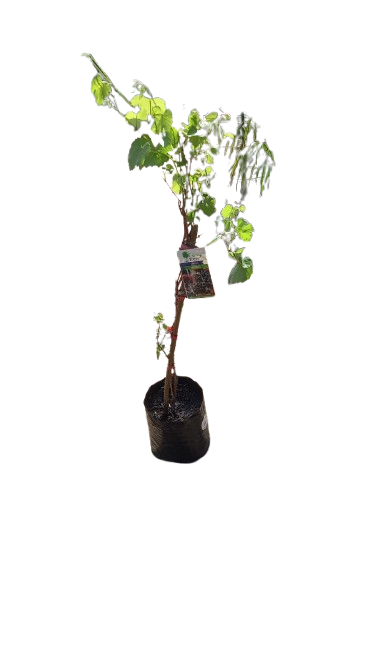 Grape 'Catawba' Black 10L