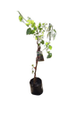 Grape 'Catawba' Black 10L