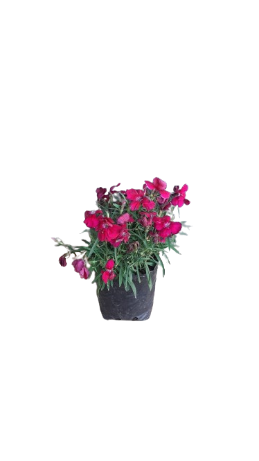 Dianthus Crononet Various 3L