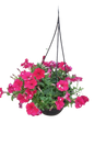 Petunia 20cm Various