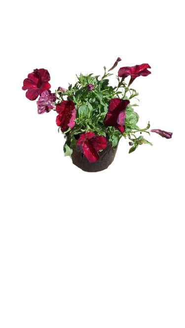 Petunia Assorted 15cm