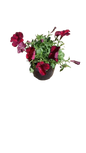 Petunia Assorted 15cm