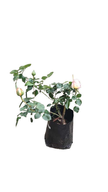 Chicago Peach Rose  5L (Pink,Yellow)