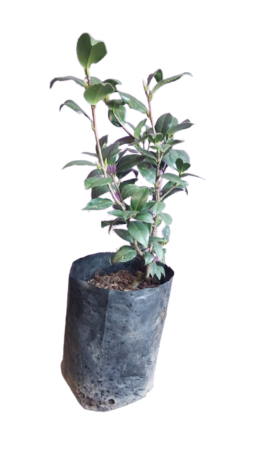Camellia Japonica Various Colors - 10L