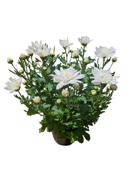 Chrysanthemums Mix - 14CM